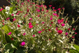 Lychnis coronaria (24/06/2012, London)