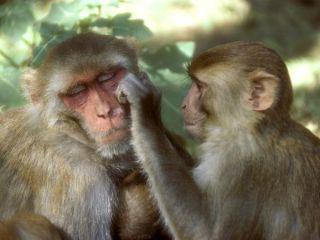 Rhesus macaques: image via nationalgeographic.com