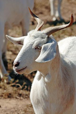 An Eco-Friendly Lawnmowing Solution: Goats
