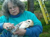 Orphaned Oregon Owls Enjoying Days Wine Rodents