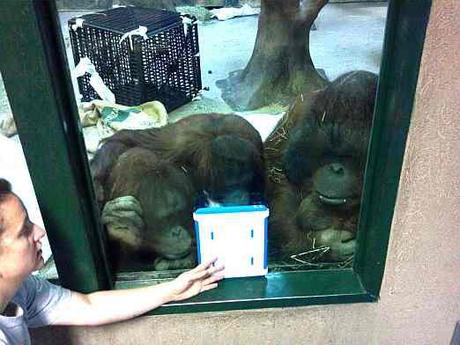 Orangutans using FaceTime: image via thinkdigit.com