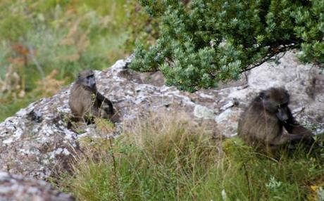 drakensberg amphitheater baboon