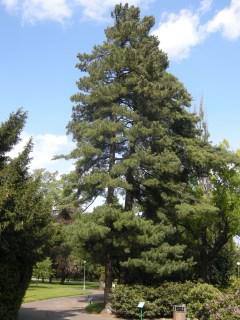 Pinus peuce (17/05/2012, Prague, Czech Republic)