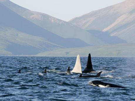 Rare White Killer Whale Spotted Off Coast Of Russia