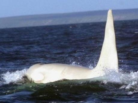 Rare White Killer Whale Spotted Off Coast Of Russia