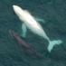 Rare White Killer Whale Spotted Coast Russia