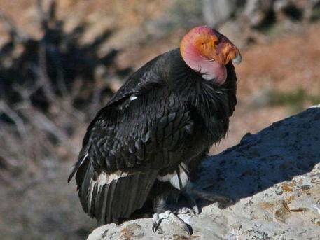 California Condor