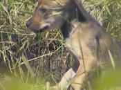 Wolf Pups Born Into Species Survival Program, Name Them!