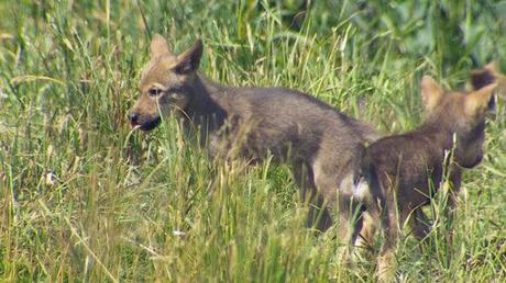 Two of the five Red Wolf pups born on May 13, 2012: image credit: KING
