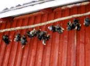 Finnish Cooking Methods: According Eccentric Reindeer Farmer