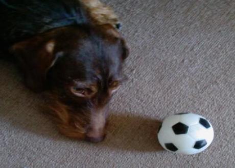 Dogs predicting Euro 2012 football outcomes?