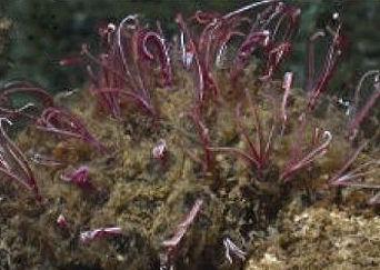 Bone-Eating 'Zombie' Worms Drill With Acid