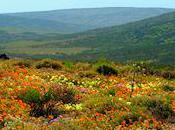 Namaqualand South Africa's Daisy Sensation