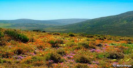 Namaqualand - South Africa's Daisy Sensation
