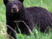 Raccoons Vindicated: Honda Attacked Bear