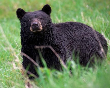 Raccoons Vindicated: Honda Was Attacked By A Bear