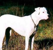 Dogo Argentino