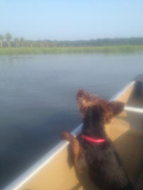 We took franke on a canoe ride to calm her down because she had 2 seizures today. Clearly a bad idea. 

On the canoe, she had a panic attack. Voodoo karma for all the time she’s bitten people, or some shit. 

After cradling her for an hour, even though she has fleas, she’s back to her old self, rolling in crab shells, and threatening to jump back into the water.