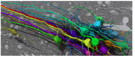 3d Reconstruction from tracing and labeling Serial EM - Colors show cell bodies and processes of different neurons