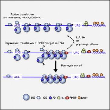 FMRP blocks translation of mRNA