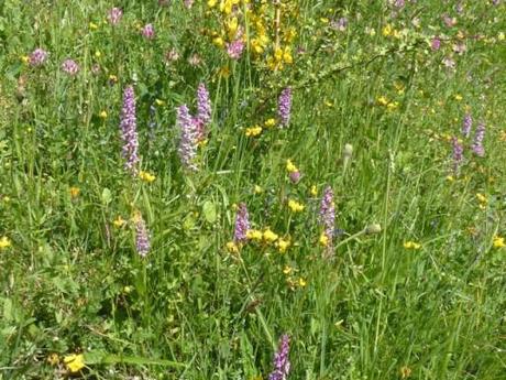 typical mountain meadow in Picos d'Europa