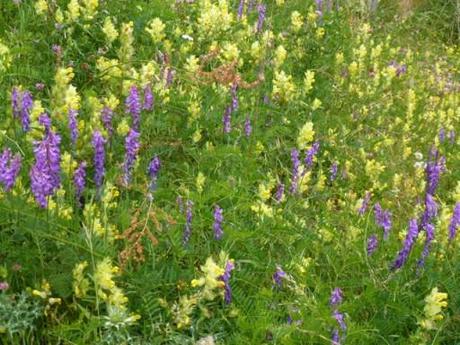 beautiful Spanish mountain wild flowers