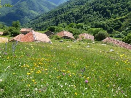 The meadows of the Picos d’Europa