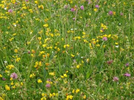 The meadows of the Picos d’Europa