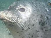 Harbor Seal Takes Boating Health Reasons