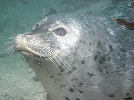 Harbor Seal Takes Up Boating For Health Reasons