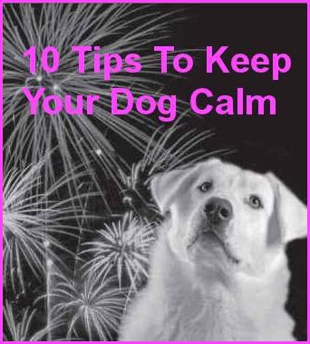 10 Tips To Keep Your Dog Calm During Fireworks This 4th of July