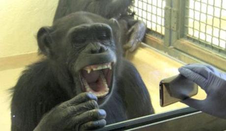 Chimp catches yawn from her group members on an iPod.: © Yerkes National Primate Research Center via Livescience.com