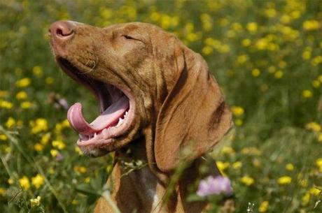 Hungarian Vizla yawning: Photo By Dreamstime.com via LiveScience.com