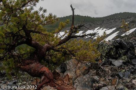 newberry volcano