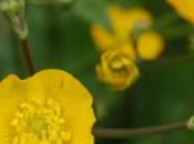 Pllant Week: Ranunculus Lanuginosus
