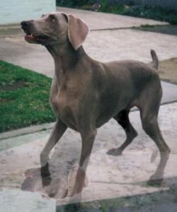 The Adventures of Weimaraner Alice