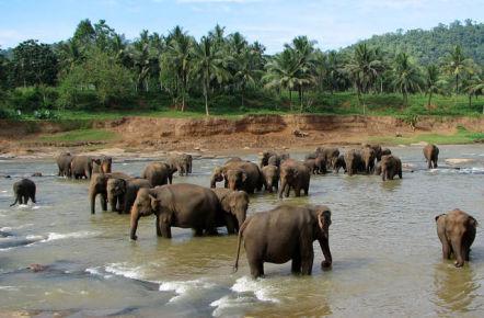 Elephants Bathing At Pinnawala