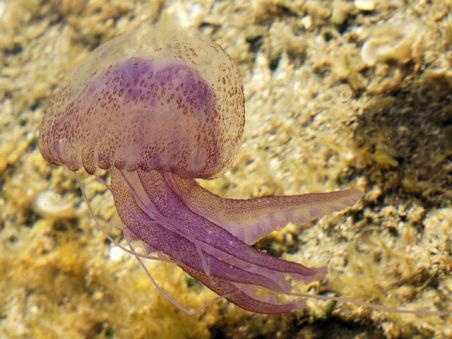 Mauve Stinger Jellyfish