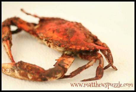 Wordless Wednesday Maryland Steamed Crabs