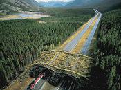 Unusual Bridges Animals Wildlife Overpasses