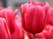 Gorgeous Tulip Pictures