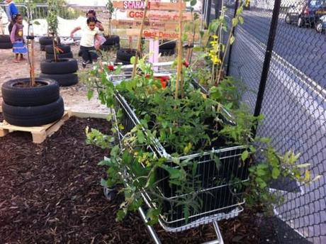 Community Gardens