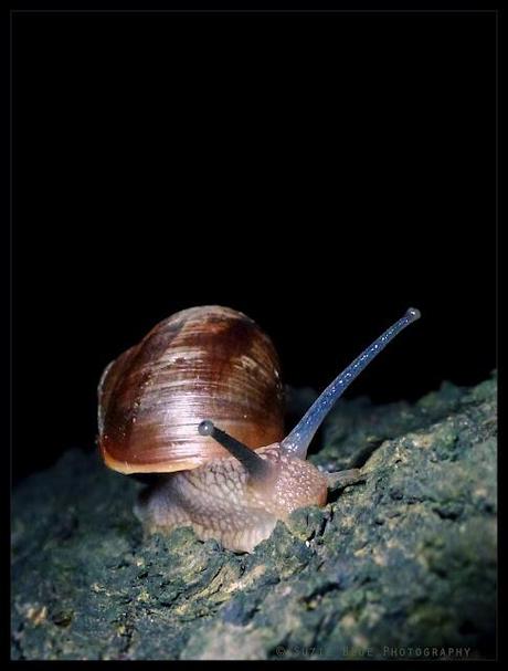 Night Passenger