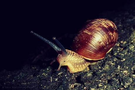 Night Passenger
