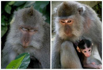 Bits of Bali _ Monkey forest