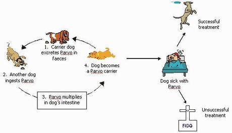 How parvo spreads: image via gemstonerottweiler.com