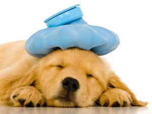 Sick puppy: image via encinavet.com