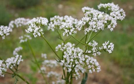 aroma park white flower valerian