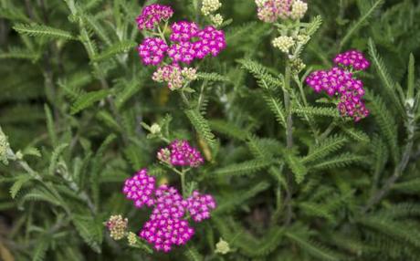 aroma park pink flower