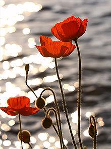 Picking the Poppies